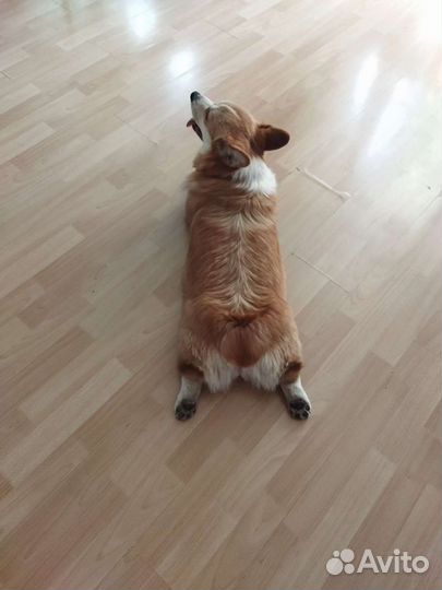 Передержка собак (с 1 по 22сентября я в отпуске)