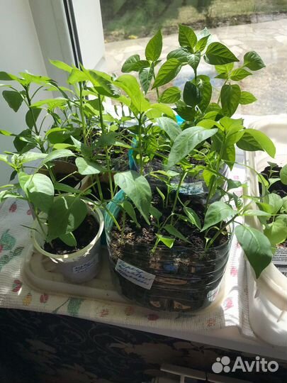 Рассада помидор перца баклажан