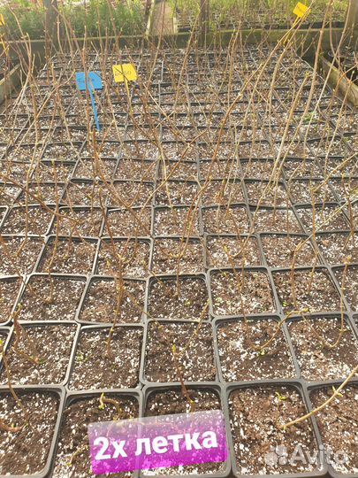 Гортензия Новинки, Пиксио, Бонфаер, Металика