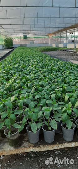 Рассада перца, капусты, брокколи