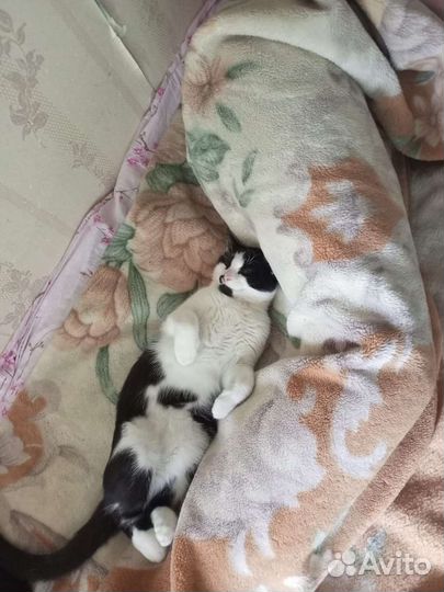 Отдам котика