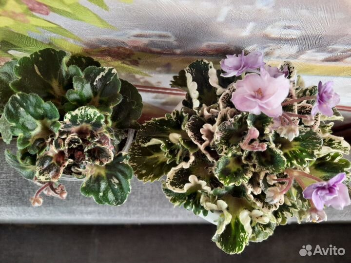 Ахименанта,фиалкаHeavenlygirl,стрептокарпусредхана