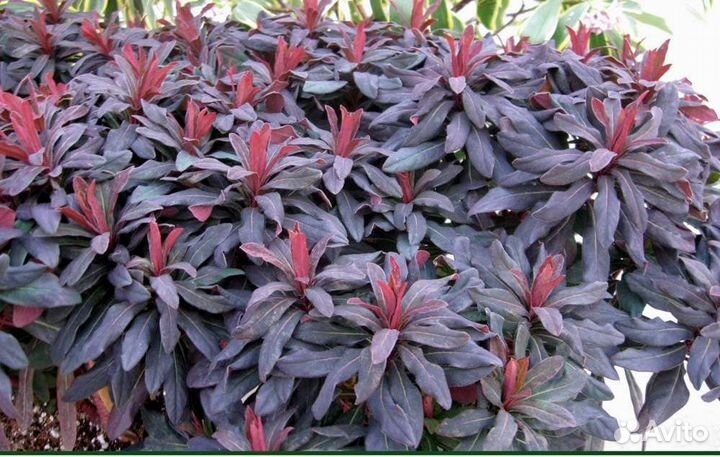 Молочай вечнозеленый 3 сорта