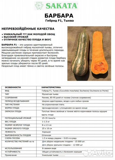 Семена тыквы Барбара