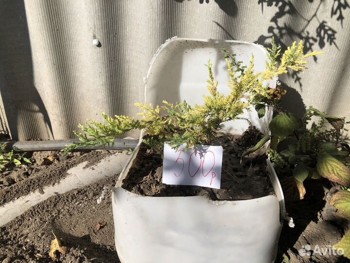 Многолетние растения для сада