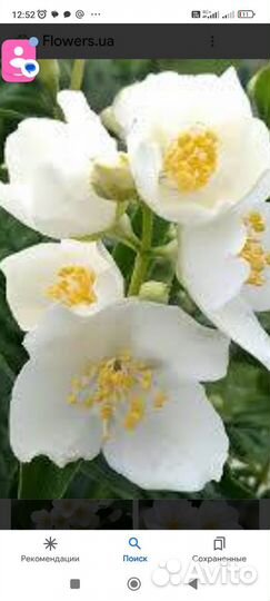 Чубушник венечный (Жасмин садовый)