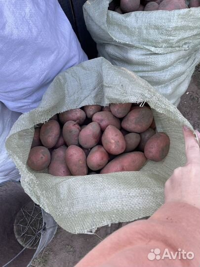 Картофель деревенский