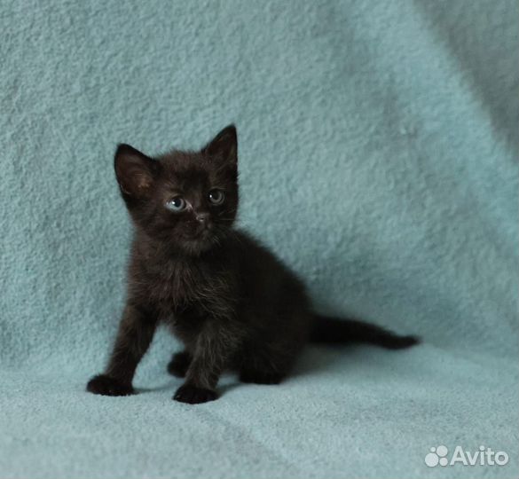 Черный котенок