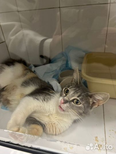 Кошечка Милашка в добрые руки