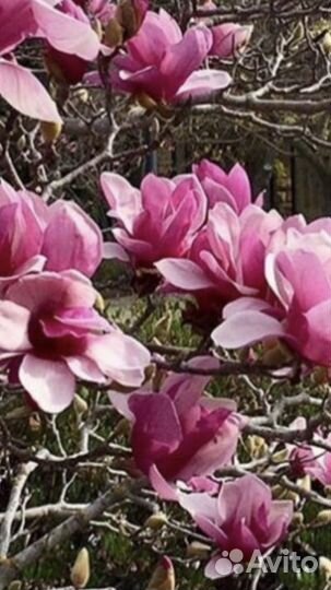 Семена Магнолии Суланжа