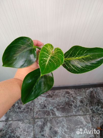 Филодендроы