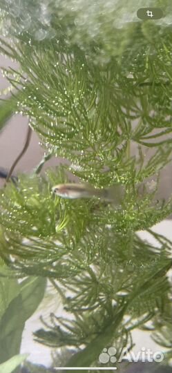 Мальки гуппи