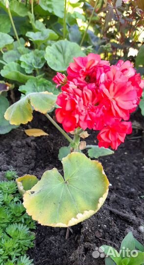 Пеларгония герань