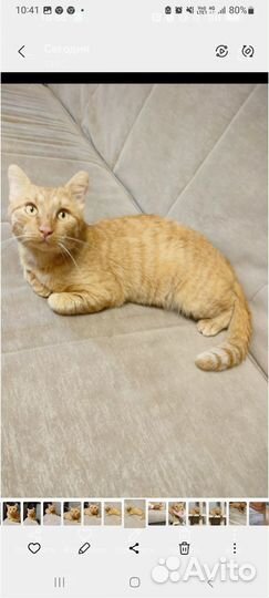 Отдам в добрые руки