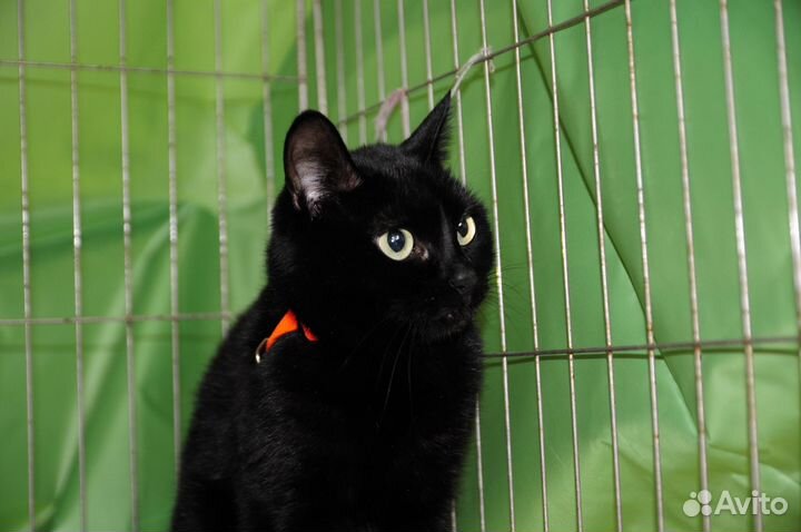 Кошка в дар