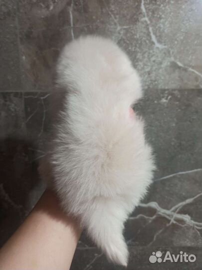 Померанский шпиц