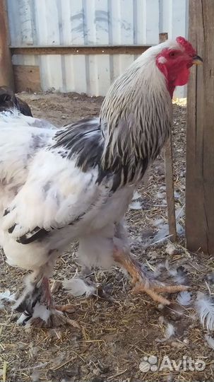 Петухи Корал Ник