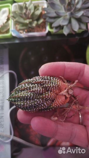 Суккуленты разные