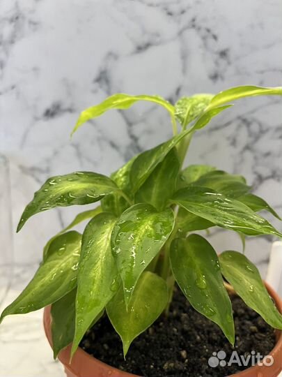 Диффенбахия камилла