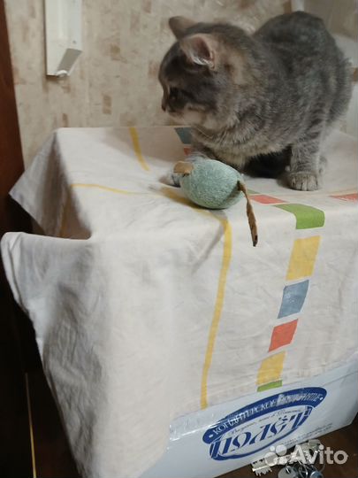 Шикарный котенок ищет семью