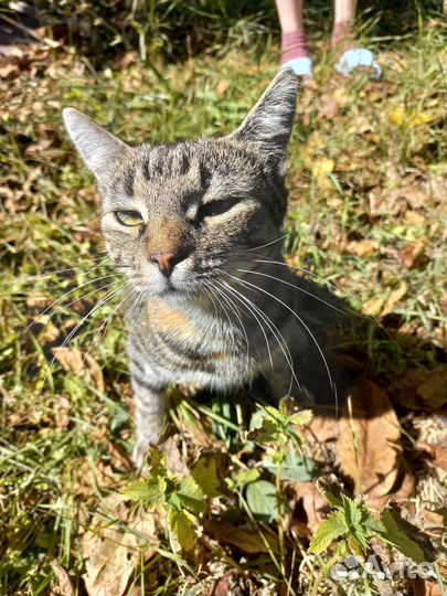 Отдам кошечку в добрые руки