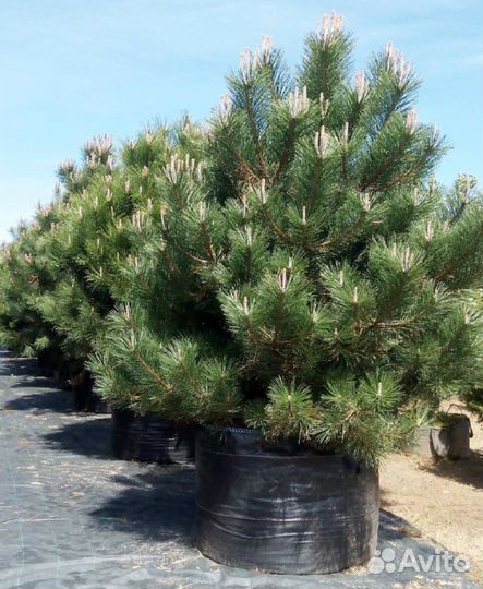 Сосна черная оптом