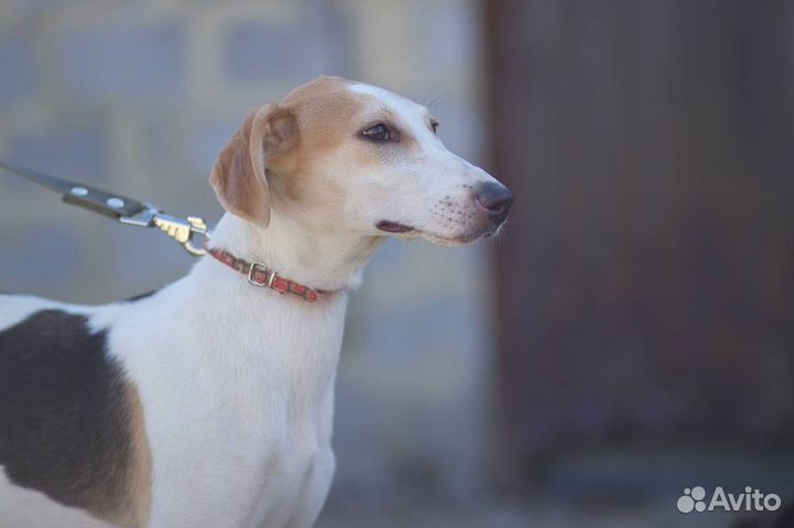 В добрые руки