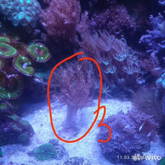 Мягкие кораллы для морского аквариума