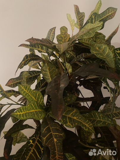 Шефлера, искусственное растение