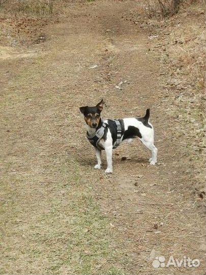 Щенки джек рассел терьер гладкошерстный