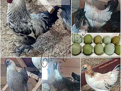 Инкубационное яйцо и цыплята породы Люйкеданьцзи н