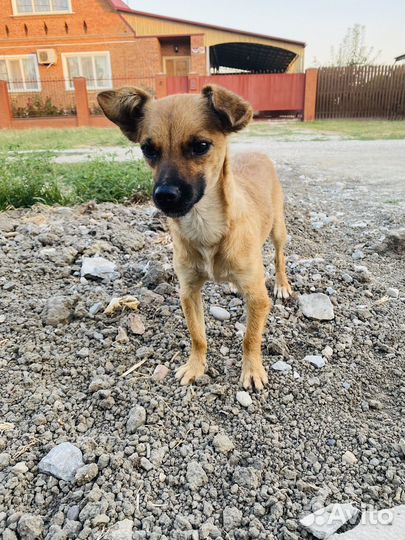 Собака малышка