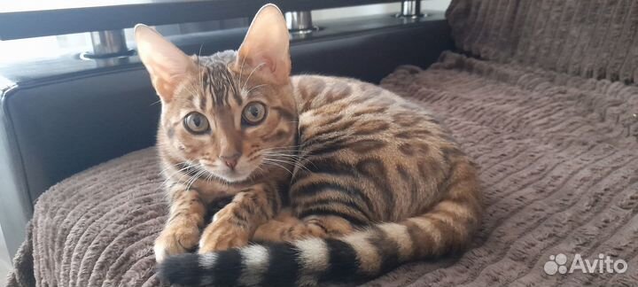 Бенгальская кошка котенок