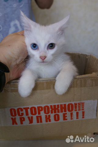 Котёнок с разными глазами объявление продам