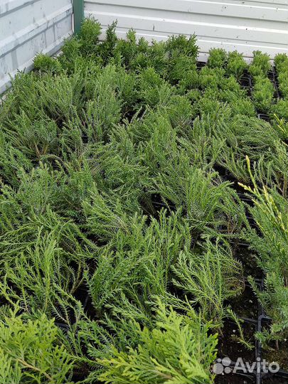 Туя смарагд