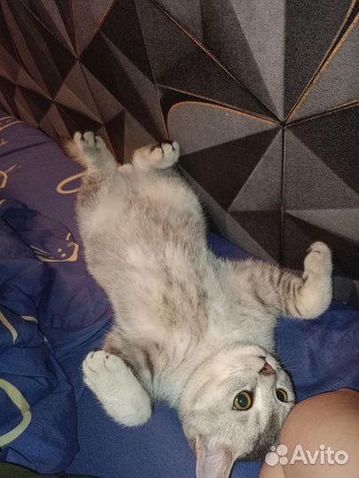 Шотландский кот