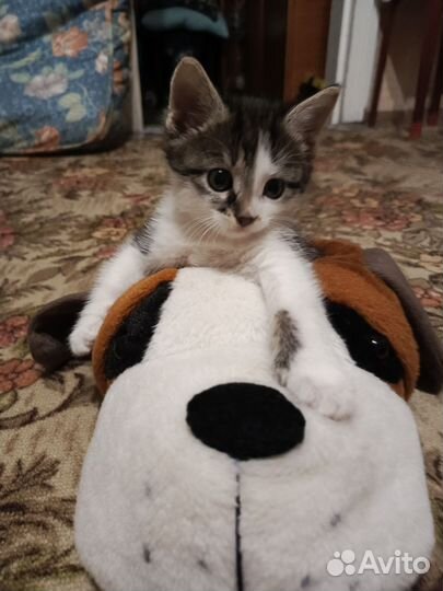 Мальчик- лапочка