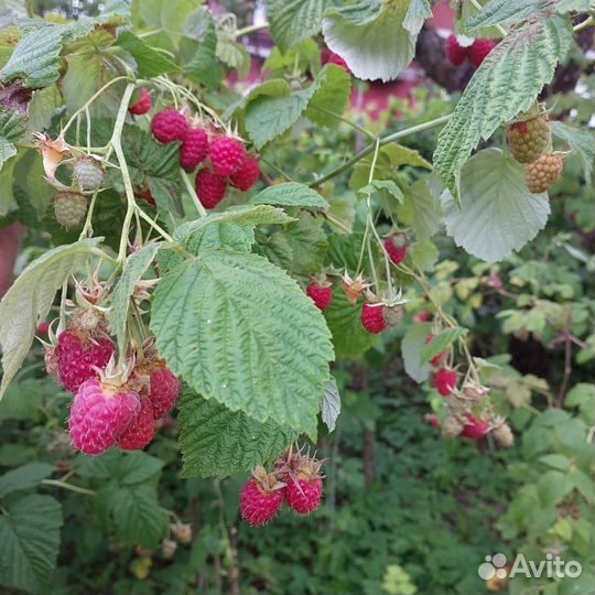 Малина саженцы