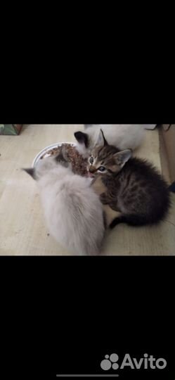 Котенок в дар бесплатно