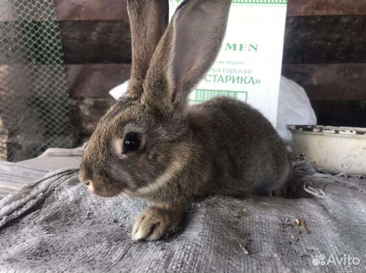 Кролики мясной породы ждут свох хозяев