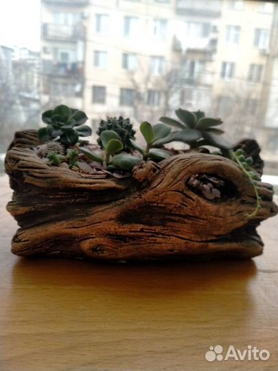 Комнатные растения