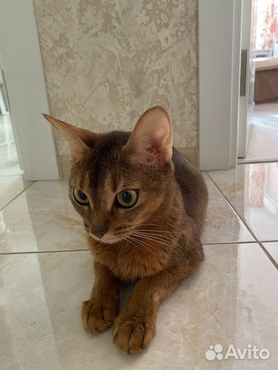 Отдам в добрые руки абиссинскую кошечку
