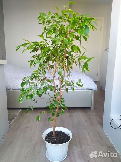 Фикус бенджамина 110м