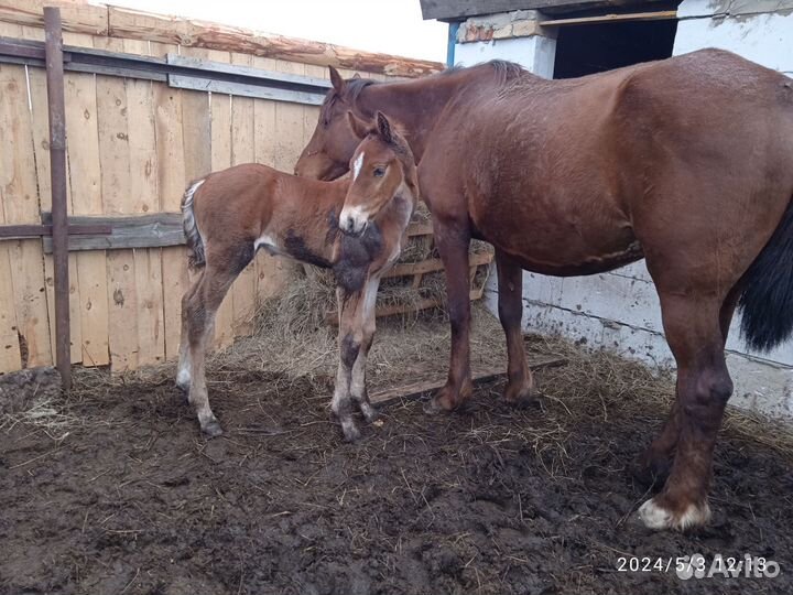 Лошадь с жеребенком