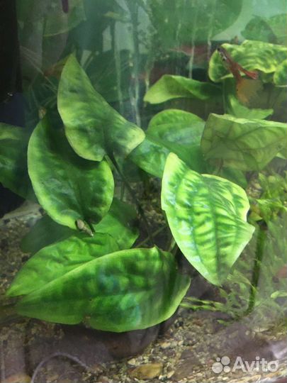 Аквариумные растения