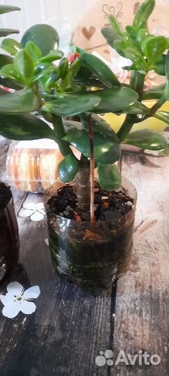 Крассула/толстянка/денежное дерево