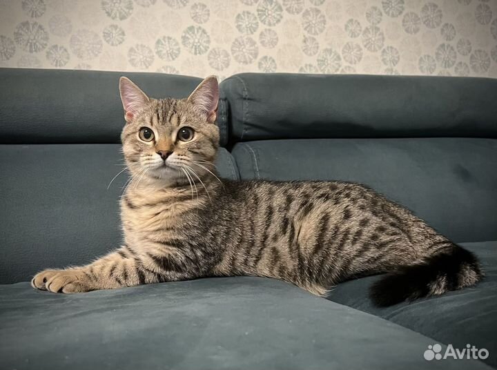 Котенок(5 мес)котик