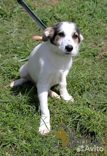 Скромняга Бертранд в дар