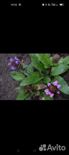 Ромашка,яснотка,черноголовка