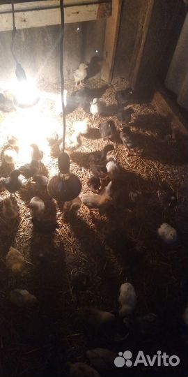 Цыплята 70 штук